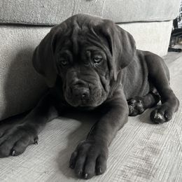 Grey Boy - Gray male Cane Corso puppy in Pleasant Grove, California from Elite Legacy Corsos