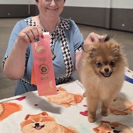 Angel - Red sable female Pomeranian puppy in Rose Hill, Kansas from Layna's Pomeranians & Chihuahuas