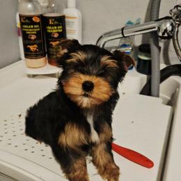 Cooper - Blue and gold male Yorkshire Terrier puppy in Portland, Oregon from Mama & I Yorkshire's