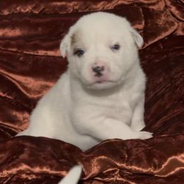 Stout medium sized male - Red speckled male Australian Cattle Dog puppy in Scurry, Texas from RedHorizon AKC Australian Cattle Dogs (Heelers)