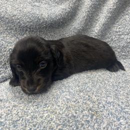 Nixon - Brindle male Dachshund puppy in Richmond, Virginia from Paw Prints