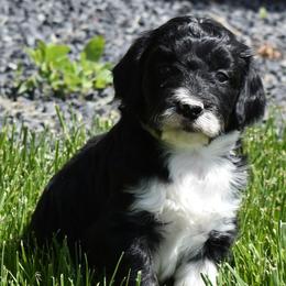 Black and White Female - Black and white female Aussiedoodle puppy in Parma, Idaho from Arena Valley Acres