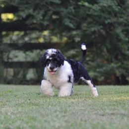 Portuguese Water Dog Puppies from Allegiance Portuguese Water Dogs