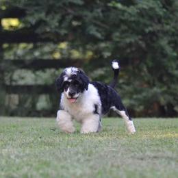 Portuguese Water Dog Puppies from Allegiance Portuguese Water Dogs