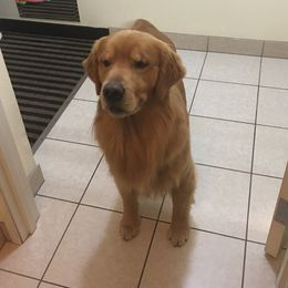 Rush - Golden Retriever