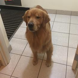Rush - Golden Retriever