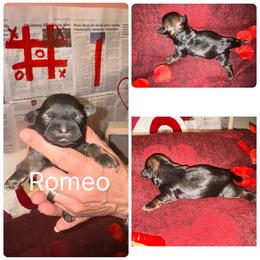Romeo - Red male Shih Tzu puppy in Lancaster, Ohio from Wandering Tzu