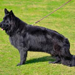 Orsa - German Shepherd