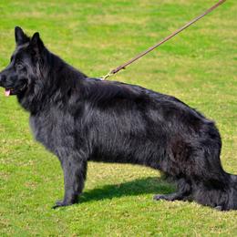 Orsa - German Shepherd