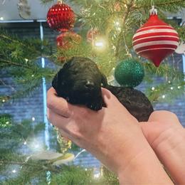 Girl 4 - Blue merle female Aussiedoodle puppy in Yacolt, Washington from Aussiedoodles by Maggie