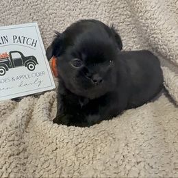 Scout-orange collar - Black male Shih Tzu puppy in Ross County, Ohio from Ashville Shih Tzu Chalet