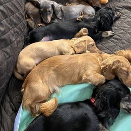 Dachshund Puppies from GretaLo Dachshunds