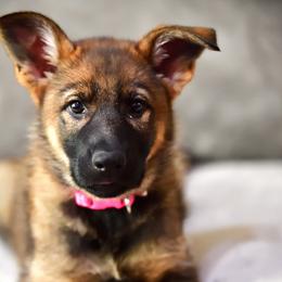 German Shepherds and Shih Tzus from Carlson Hill Farm