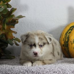 Miniature Australian Shepherd and Toy Australian Shepherd Puppies from Rocky Hill Aussies