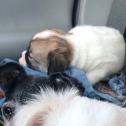 Thunder - Sable spotted white female Chihuahua puppy in Amelia, Virginia from Pannell’s Precious Pups