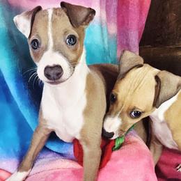 All The DoDa Day Superior - Blue fawn male Italian Greyhound puppy in Cadwell, Georgia from All The DoDa Day Italian Greyhounds