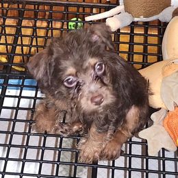 Teddy Roosevelt Terrier Puppies from Valley of the Blue Dogs