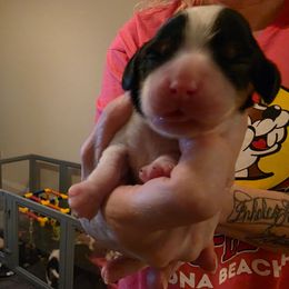 Girl 2 - Tri-color female Cavalier King Charles Spaniel puppy in Melbourne, Florida from Majestic Cavaliers of Melbourne FL