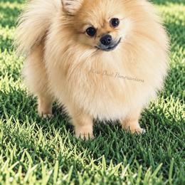 Nova - Pomeranian