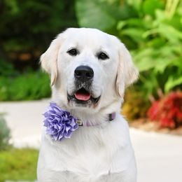 Nala - Golden Retriever