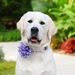 Nala - Golden Retriever