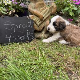 Sprout - Brown and white male Saint Berdoodle puppy in Traverse City, Michigan from Bare Paws Saint Berdoodles