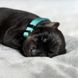 Doberman Pinscher Puppies from Haus of Hound