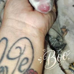 Boo - White female Pomeranian puppy in Illinois from Maribel Poms