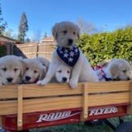 Golden Retriever Puppies from David Cearlock's Golden Retrievers