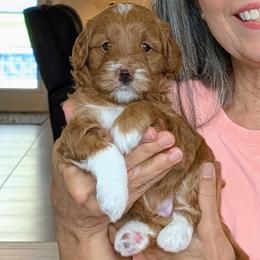 Story - Red  female Goldendoodle puppy in Beverly Hills, Florida from Bundle of Joy Doodles