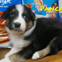 Pancake - Black tri-color male Australian Shepherd puppy in Burbank, South Dakota from Dakota Rose Aussies
