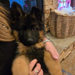 Girl 2 - female German Shepherd puppy in Grants Pass, Oregon from Elite Von Haus German Shepherds