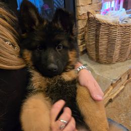 Girl 2 - female German Shepherd puppy in Grants Pass, Oregon from Elite Von Haus German Shepherds