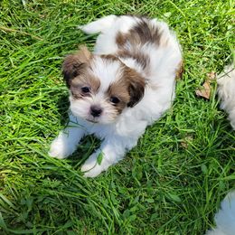 Boy 3 - Brindle and white male Mal-Shi puppy in Mundelein, Illinois from FurEver Friends Designer Breeds