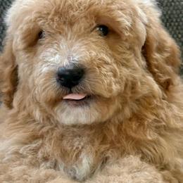 Ice cream , DNA tested OFA cert parents - Red  male Poodle puppy in Lakeland, Florida from Gulfside Poodles