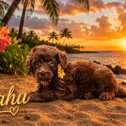Oahu - Red female Aussiedoodle puppy in Roebuck, South Carolina from Dani's Dandy Doodles