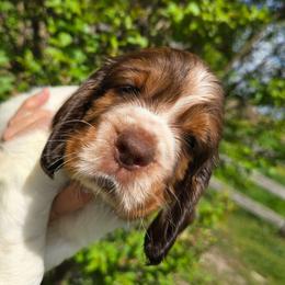 Teton - Liver white and tan male English Springer Spaniel puppy in Hephzibah, Georgia from Sidel's Springers