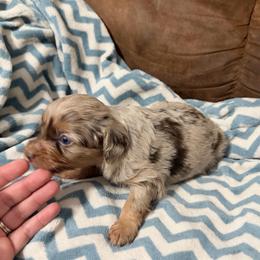 Mallorie - Red merle female Aussiedoodle puppy in Warrensburg, Missouri from Dreamer Ridge Puppies