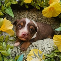 Louie - Red tri male Miniature Australian Shepherd puppy in Sandown, New Hampshire from Ashby Lou Aussies