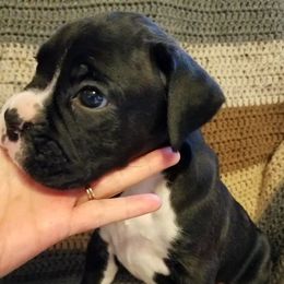 Boxer Puppies from Winchester Boxers