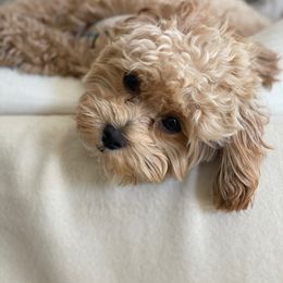 Maltipoo All Grown Up from Maltipoo FurBabies