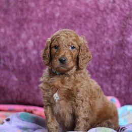 Goldendoodle Puppies from Faith Breeders