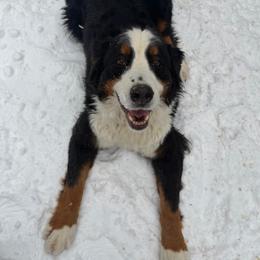 Bernese Mountain Dog puppies from Blue Ridge Bernese