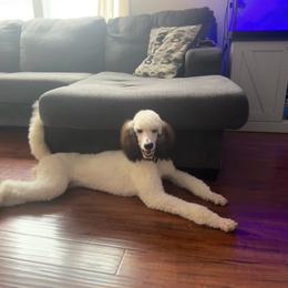 Joy - Parti female Poodle puppy in Denton, Maryland from Cajun Girl Kennels