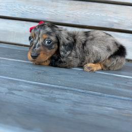 Renegade - Dapple female Dachshund puppy in South Willard, Utah from Doxies in the Sun