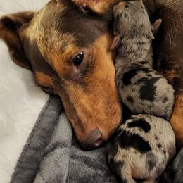 Dachshunds from Shirts Miniature Dachshunds