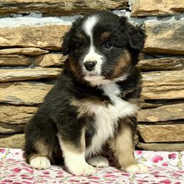 Atlas - Black tri-color male Australian Shepherd puppy in Red Springs, North Carolina from Julia Rose Ranch