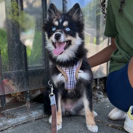 Nova - Pomsky