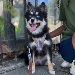 Nova - Pomsky