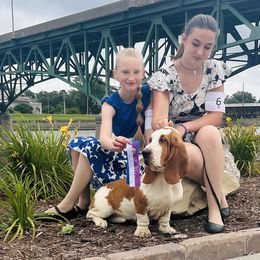 Basset Hound and Golden Retriever All Grown Up from Storm Chasers- Golden Retrievers & Basset Hounds